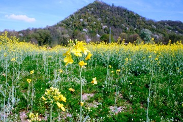 Prato fiorito sotto la collina