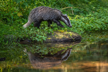 Badger in forest, animal in nature habitat, Germany, Europe. Wild Badger, Meles meles, animal in the wood. Mammal in environment, rainy day.