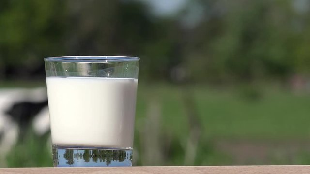 milk glass standing in front of cow on the field