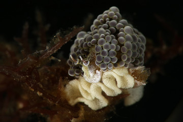 Nudibranch Doto sp with eggs. Picture was taken in Lembeh, Indonesia