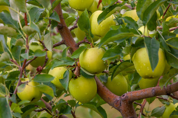 red and green apples