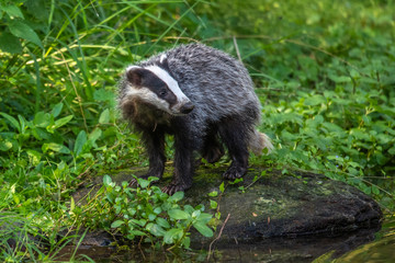 Badger in forest, animal in nature habitat, Germany, Europe. Wild Badger, Meles meles, animal in the wood. Mammal in environment, rainy day.