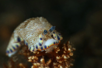 Nudibranch Dermatobranchus caeruleomaculatus Gosliner & Fahey, 2011. Picture was taken in Lembeh strait, Indonesia