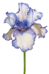 Crédence de cuisine en verre imprimé Iris iris flower isolated