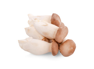 King oyster mushroom Pleurotus eryngii on white background