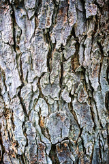 Bark textured for creative background