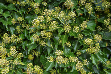 Hedera helix plants.