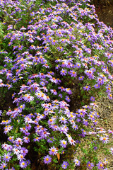 Violet aster amellus or european michaelmas-daisy flowers growing and blooming on garden bed in rainy autumn day as floral textured background.