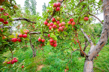 red and green apples