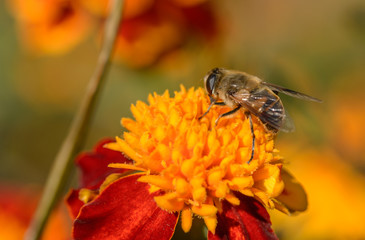 European hoverfly feeding on flower. Selective focus.