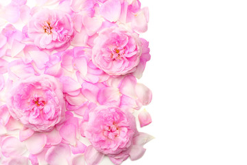 Pink rose flowers isolated on white background. top view