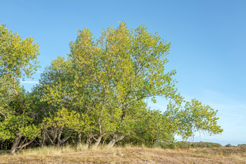 Poplars.