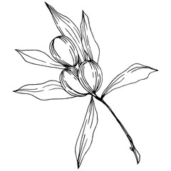 Olive tree in a vector style isolated. Black and white engraved ink art. Full name of the plant: Branches of an olive tree. Vector olive tree for background, texture, wrapper pattern, frame or border.