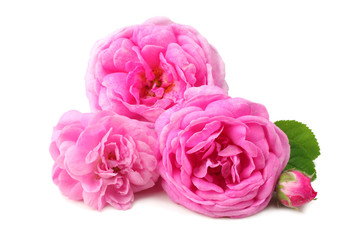 Pink rose flowers isolated on white background.