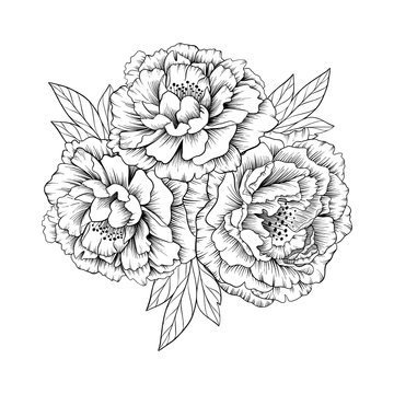 Hand drawn outline vector peony flowers on white background, good for coloring