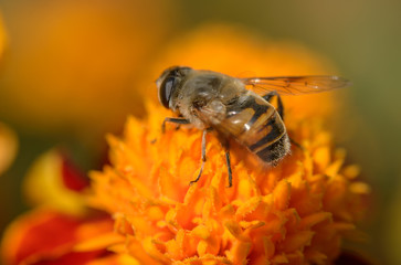 European hoverfly feeding on flower. Selective focus.