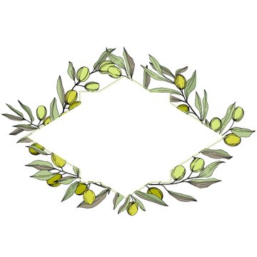 Olive tree in a vector style isolated. Green engraved ink art. Frame border ornament square. Vector olive tree for background, texture, wrapper pattern, frame or border.