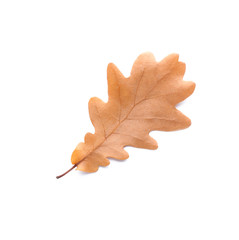 Color autumn leaf on white background