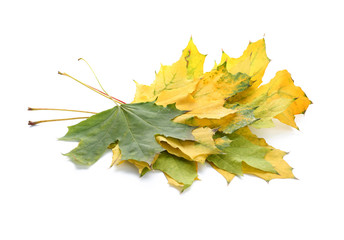 Beautiful maple leaves on white background
