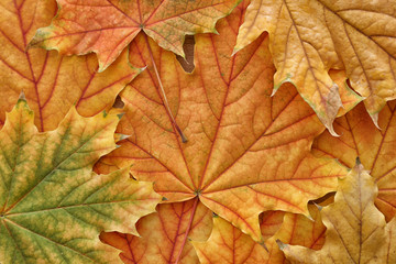 Naklejka na ściany i meble Beautiful autumn leaves, closeup