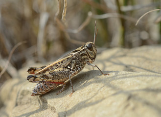 Italy, tuscany, grasshopper stands over a stone heated by the sun rays