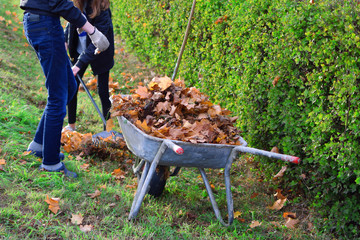 Teen boy and girl raking dry autumn leaves and throw in old metal wheelbarrow on green grass background in autumn day. Children working in seasonal yard cleaning.