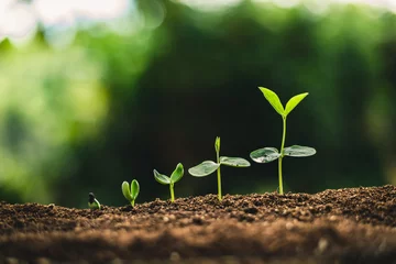 Deurstickers Zaden planten Planten van bomen groei, De zaden ontkiemen op goede kwaliteit bodems in de natuur © artrachen
