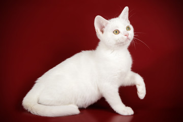 American shorthair cat on colored backgrounds