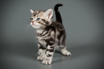 American shorthair cat on colored backgrounds