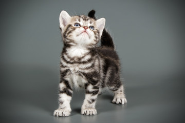 Obraz premium American shorthair cat on colored backgrounds