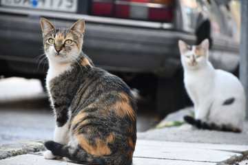 Fototapeta premium Cats