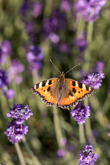Colorful Butterfly on the blooming lavender flowers
