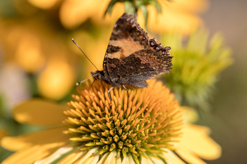Painted Lady (Vanessa cardui), butterfly feeding on Black eyed Susan(Rudbeckia hirta), in garden