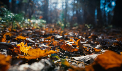 Autumn forest - photo from the ground. Shallow depth of field.