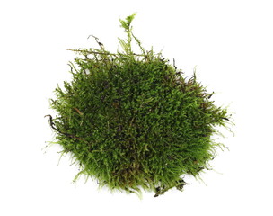 Green moss isolated on white background, top view