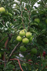 red and green apples