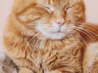 Sleepy red cat. Soft focus on eyes.