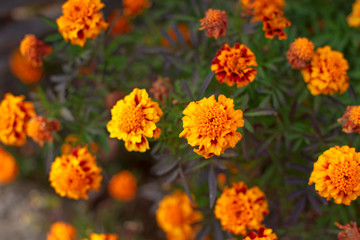 Autumn orange flowers on the ground tagetis bloom in a row Years natural plant Selective focus blurred background