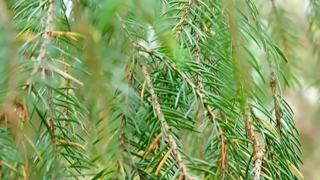Branches of green spruce in the forest. Needle coniferous tree close.