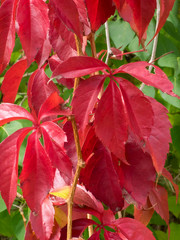 Parthenocissus quinquefolia. Vigne vierge à cinq folioles ou vigne vierge de Virginie au feuillage décoratif teinté de rouge en automne