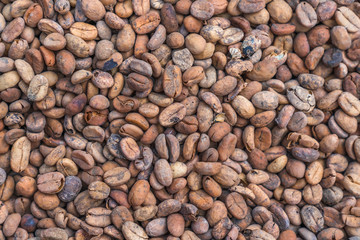 Kopi Luwak , coffee made from eaten berries