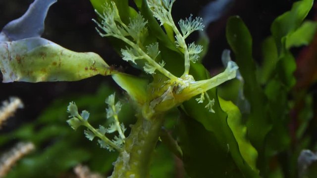 A close up shot, tilt up along the body to the head of a yellow leafy sea dragon, seahorse. The seahorse is directly next to a sea plant.