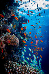 Fototapeta na wymiar Colorful Reef