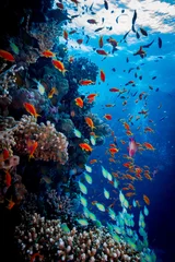 Colorful Reef © Stephan