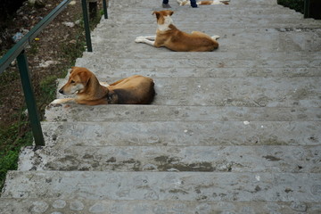 stray dog