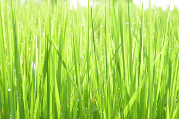 Dew on Fresh green grass with water drops in  in the morning Green Season. Beauty bokeh.