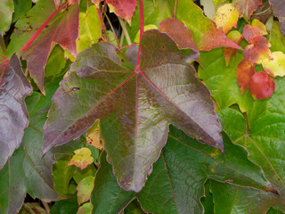 Parthenocissus tricuspidata. Vigne-vierge à trois pointes au feuillage coloré d'automne.
