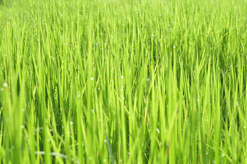 Fototapeta na wymiar Dew on Fresh green grass with water drops in in the morning Green Season. Beauty bokeh.