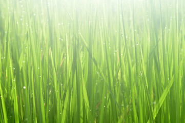 Dew on Fresh green grass with water drops in  in the morning Green Season. Beauty bokeh.