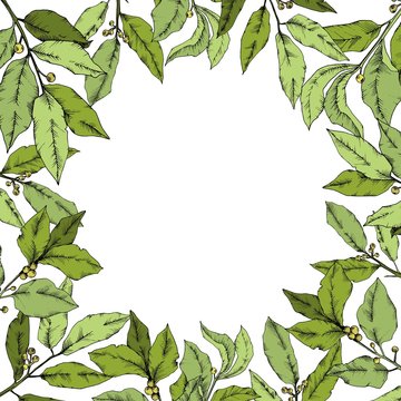 Vector green laurus leaf. Leaf plant botanical garden floral foliage. Frame border ornament square. Vector leaf for background, texture, wrapper pattern, frame or border.